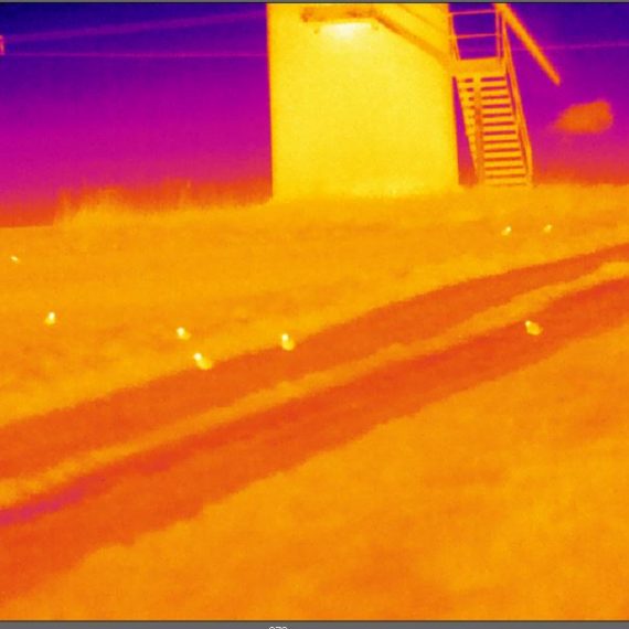 Thermal Image of golden plover underneath a wind turbine