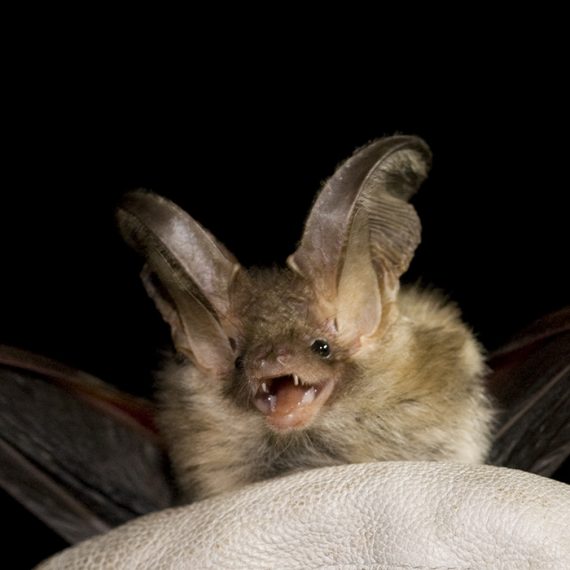 Brown long eared bat