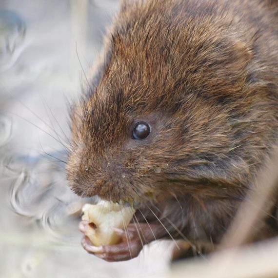 Water Vole