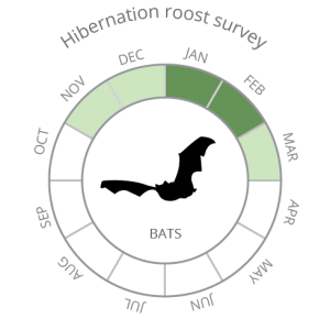 Bats_Hibernation roost survey-02