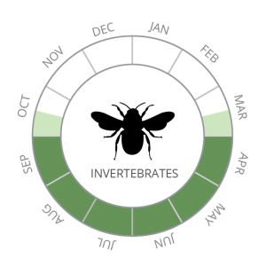 Invertebrates-01