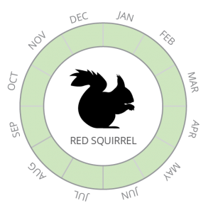 Red squirrel-01