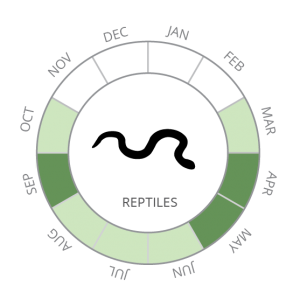 Reptiles