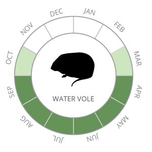 Water vole