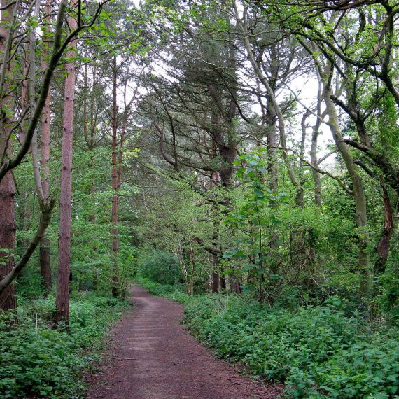 Castle Eden Dene Woodland