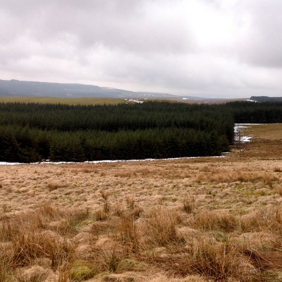 Llanbrynmair wind farm site