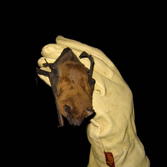 Noctule