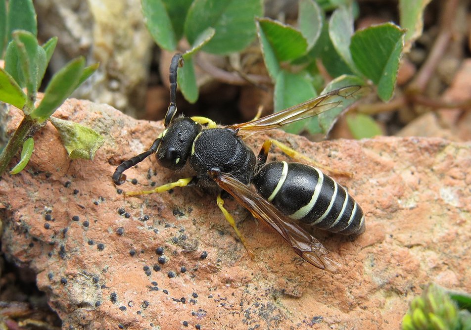 Odynerus-Melanocephalus-Male