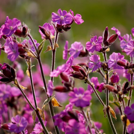 Red campion