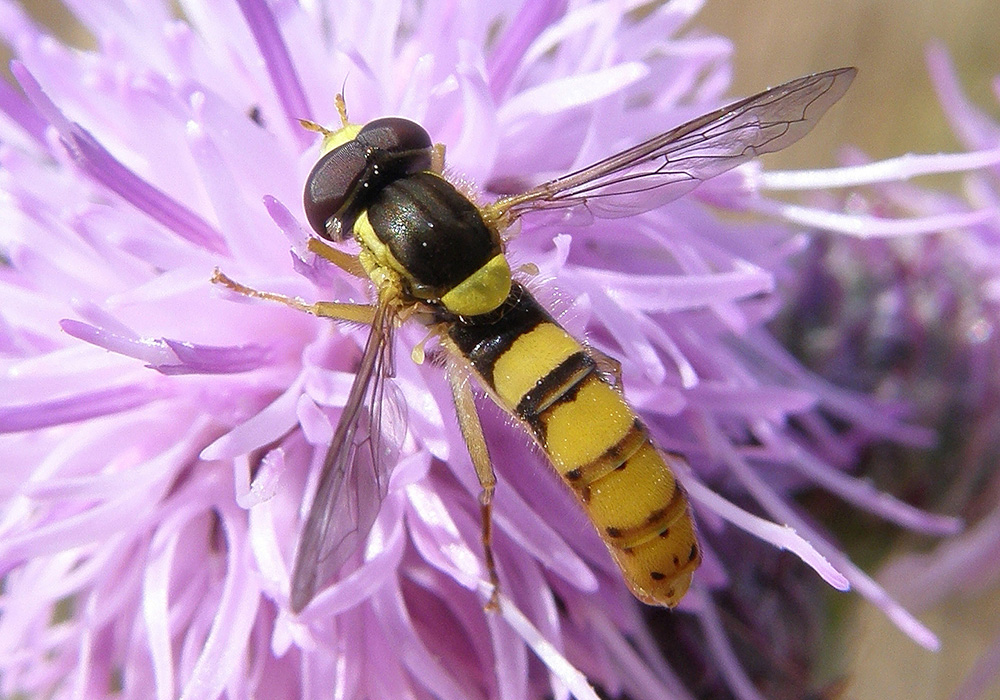 SphaerophoriaTaeniata
