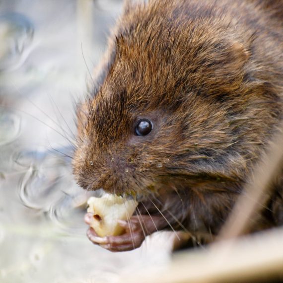 Water vole