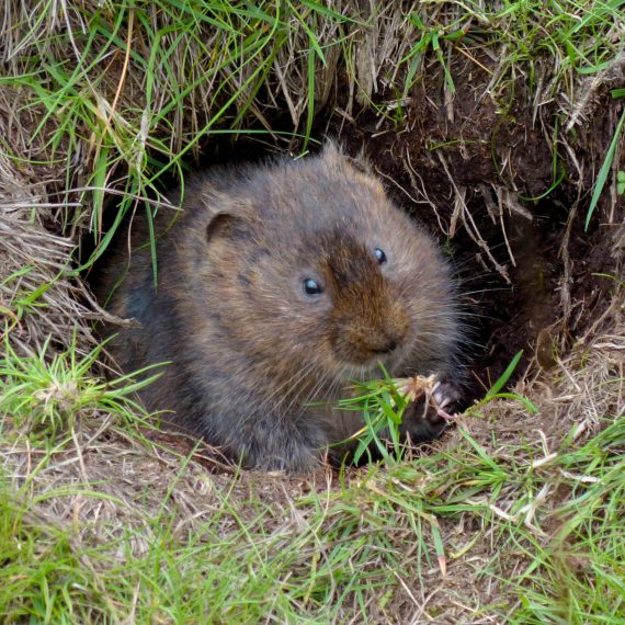 Water Vole in burrow