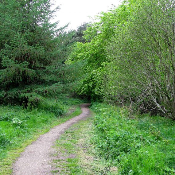 Woodland-at-Castle-Eden-Dene