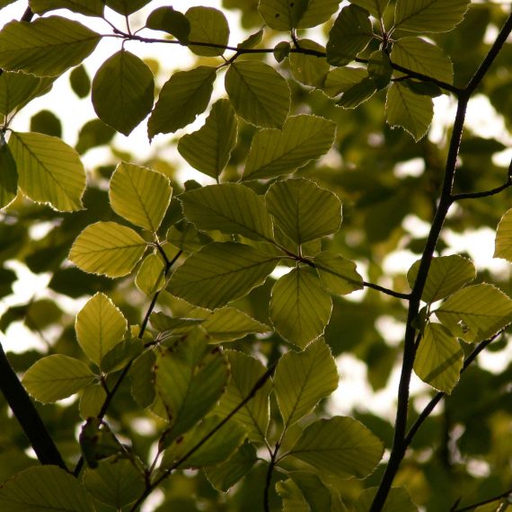 beech leaves