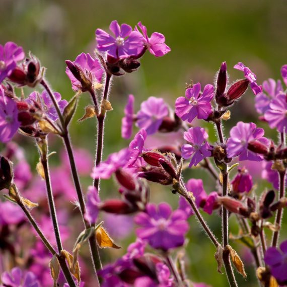 Red Campion