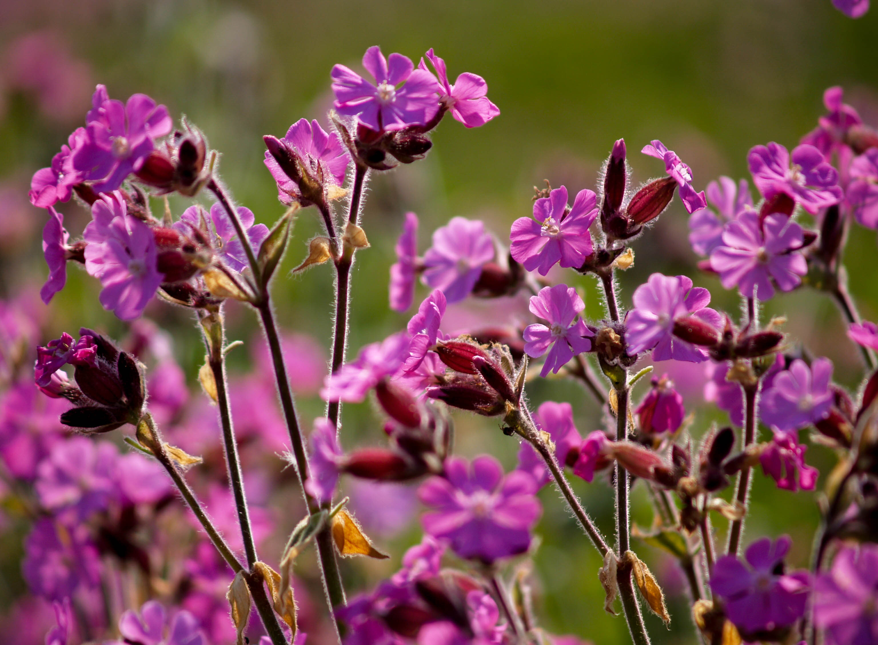 Red Campion