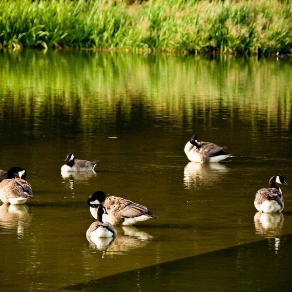 Canada Geese