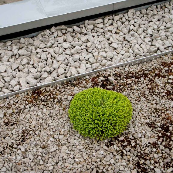 Green roof vegetation