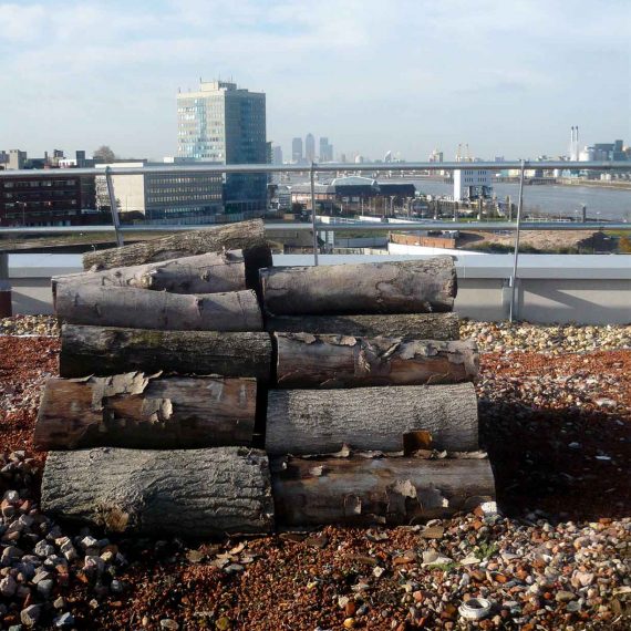 Invertebrate habitat on brown roof