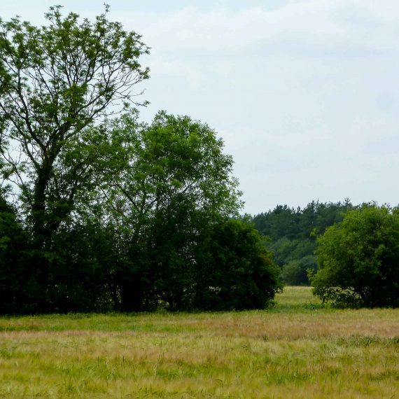Manor-Farm