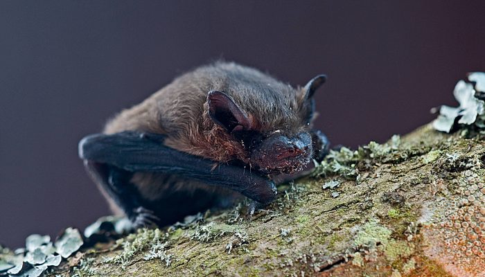 Common pipistrelle