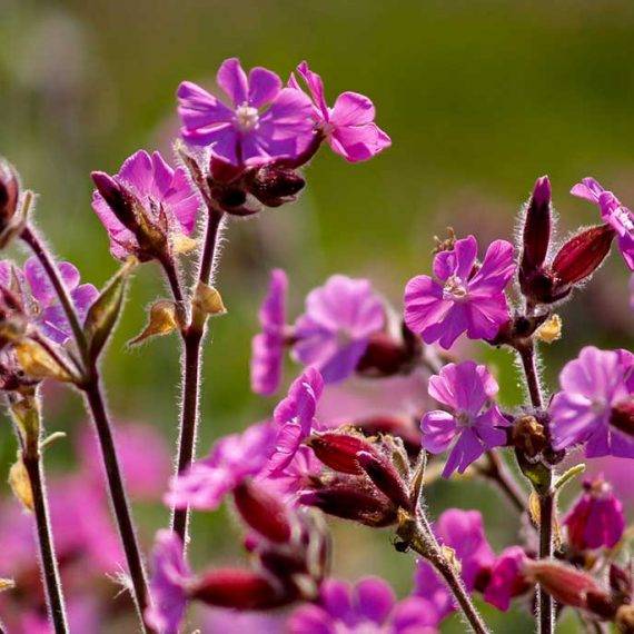 Red-Campion