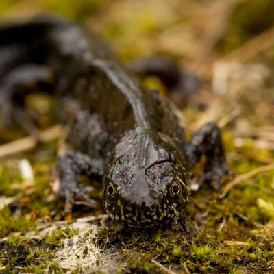 Great Crested Newt Great Crested Newt