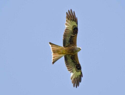 Red Kite