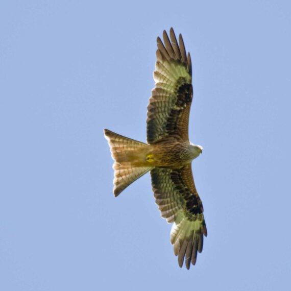 Red Kite